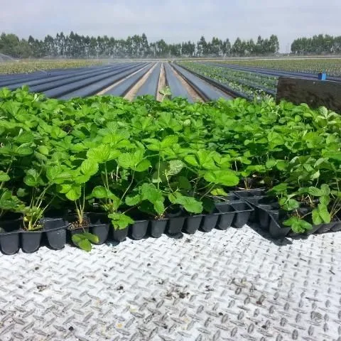 thumbnail for publication: Methods for Strawberry Transplant Establishment in Florida